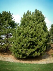 Сосна Чёрная (Pinus Nigra) купить по цене от 270.00р. в интернет-магазине «Посадика» с доставкой почтой в в Ефремове и по всей России – [изображение №1].