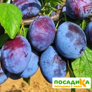 Слива Чачакская ранняя купить по цене от 229.00р. в интернет-магазине «Посадика» с доставкой почтой в в Ефремове и по всей России – [изображение №1].