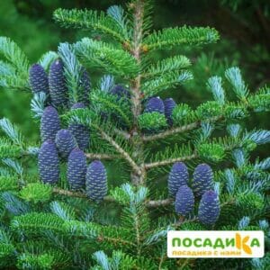 Пихта корейская (Abies koreana) купить по цене от 450.00р. в интернет-магазине «Посадика» с доставкой почтой в в Ефремове и по всей России – [изображение №1].