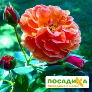 Роза Арабия купить по цене от 350.00р. в интернет-магазине «Посадика» с доставкой почтой в в Ефремове и по всей России – [изображение №1].