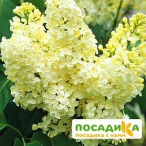 Сирень Примроуз (Primrose) купить по цене от 529.00р. в интернет-магазине «Посадика» с доставкой почтой в в Ефремове и по всей России – [изображение №1].