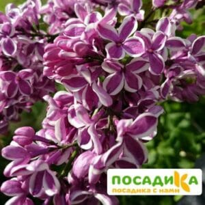 Сирень Сенсация купить по цене от 529.00р. в интернет-магазине «Посадика» с доставкой почтой в в Ефремове и по всей России – [изображение №1].