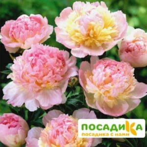 Пион Распберри Сандей (Paeonia Raspberry Sundae) купить по цене от 959р. в интернет-магазине «Посадика» с доставкой почтой в в Ефремове и по всей России – [изображение №1].