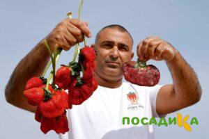 Клубника Гигант Джорнея купить по цене от 266р. в интернет-магазине «Посадика» с доставкой почтой в в Ефремове и по всей России – [изображение №1].
