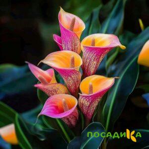Калла Оникс купить по цене от 450р. в интернет-магазине «Посадика» с доставкой почтой в в Ефремове и по всей России – [изображение №1].