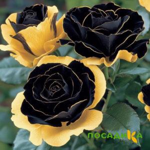 Роза Ханни Сикл купить по цене от 700р. в интернет-магазине «Посадика» с доставкой почтой в в Ефремове и по всей России – [изображение №1].