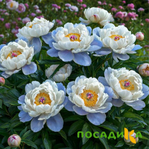 Пион акварельный Этюд купить по цене от 806р. в интернет-магазине «Посадика» с доставкой почтой в в Ефремове и по всей России – [изображение №1].