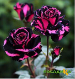 Роза Багровый Шепот купить по цене от 366р. в интернет-магазине «Посадика» с доставкой почтой в в Ефремове и по всей России – [изображение №1].