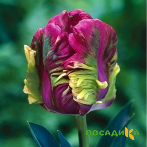 Тюльпан Экзотик Хэвен купить по цене от 186р. в интернет-магазине «Посадика» с доставкой почтой в в Ефремове и по всей России – [изображение №1].
