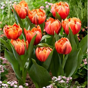 Тюльпан Гудошник Дабл купить по цене от 185р. в интернет-магазине «Посадика» с доставкой почтой в в Ефремове и по всей России – [изображение №1].