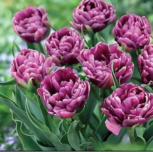 Тюльпан Айс Крим купить по цене от 430р. в интернет-магазине «Посадика» с доставкой почтой в в Ефремове и по всей России – [изображение №1].