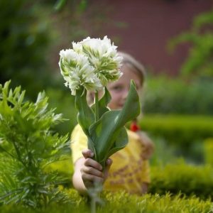 Тюльпан Супер Пэррот купить по цене от 360р. в интернет-магазине «Посадика» с доставкой почтой в в Ефремове и по всей России – [изображение №1].