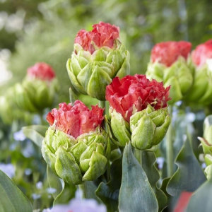 Тюльпан Бычий Глаз купить по цене от 275р. в интернет-магазине «Посадика» с доставкой почтой в в Ефремове и по всей России – [изображение №1].