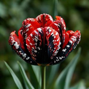 Тюльпан Вельвет Файер купить по цене от 394р. в интернет-магазине «Посадика» с доставкой почтой в в Ефремове и по всей России – [изображение №1].