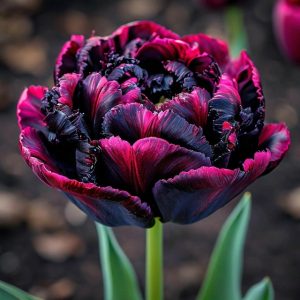 Тюльпан Фламинго купить по цене от 500р. в интернет-магазине «Посадика» с доставкой почтой в в Ефремове и по всей России – [изображение №1].