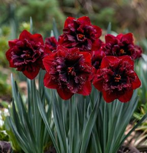 Нарцисс Сапфировый Бриз купить по цене от 3000р. в интернет-магазине «Посадика» с доставкой почтой в в Ефремове и по всей России – [изображение №1].