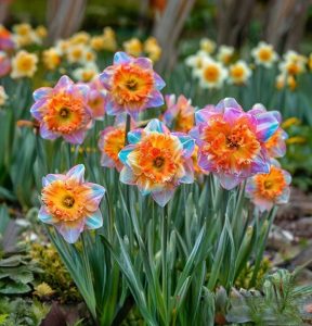 Нарцисс Айвери Дон купить по цене от 3000р. в интернет-магазине «Посадика» с доставкой почтой в в Ефремове и по всей России – [изображение №1].