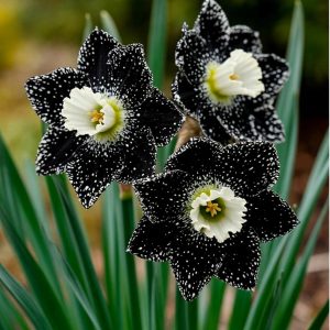 Нарцисс Кассата купить по цене от 372р. в интернет-магазине «Посадика» с доставкой почтой в в Ефремове и по всей России – [изображение №1].