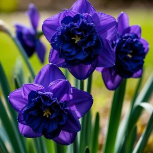 Нарцисс Арт Нуво купить по цене от 378р. в интернет-магазине «Посадика» с доставкой почтой в в Ефремове и по всей России – [изображение №1].