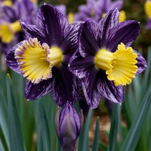 Нарцисс Акропоис купить по цене от 382р. в интернет-магазине «Посадика» с доставкой почтой в в Ефремове и по всей России – [изображение №1].