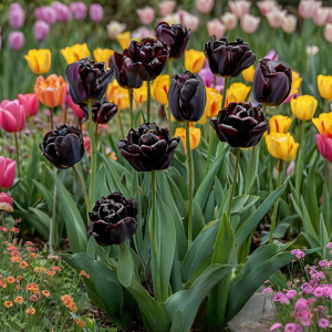 Тюльпан махровый Рейдинс Дарк купить по цене от 230р. в интернет-магазине «Посадика» с доставкой почтой в в Ефремове и по всей России – [изображение №1].