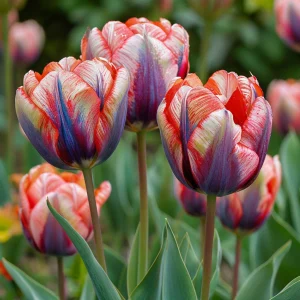 Тюльпан Эбисан Грэйс купить по цене от 217р. в интернет-магазине «Посадика» с доставкой почтой в в Ефремове и по всей России – [изображение №1].