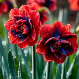 Нарцисс Эрличе купить по цене от 386р. в интернет-магазине «Посадика» с доставкой почтой в в Ефремове и по всей России – [изображение №1].