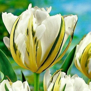 Тюльпан Экзотик Пуруссима купить по цене от 305р. в интернет-магазине «Посадика» с доставкой почтой в в Ефремове и по всей России – [изображение №1].