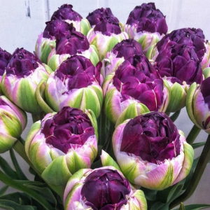 Тюльпан Анаконда купить по цене от 450р. в интернет-магазине «Посадика» с доставкой почтой в в Ефремове и по всей России – [изображение №1].