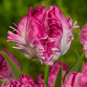 Тюльпан махровый Кул Кристал купить по цене от 400р. в интернет-магазине «Посадика» с доставкой почтой в в Ефремове и по всей России – [изображение №1].