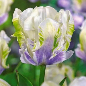 Тюльпан Уайт Лизарт купить по цене от 360р. в интернет-магазине «Посадика» с доставкой почтой в в Ефремове и по всей России – [изображение №1].