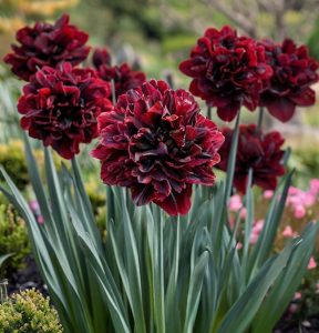 Нарцисс Малиновая Вуаль купить по цене от 3000р. в интернет-магазине «Посадика» с доставкой почтой в в Ефремове и по всей России – [изображение №1].