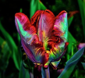 Тюльпан Эирпрайз купить по цене от 270р. в интернет-магазине «Посадика» с доставкой почтой в в Ефремове и по всей России – [изображение №1].