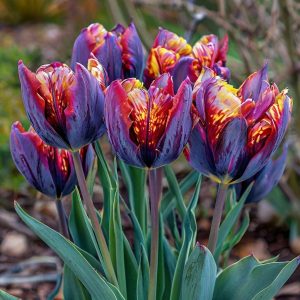 Тюльпан Опал Дрим купить по цене от 207р. в интернет-магазине «Посадика» с доставкой почтой в в Ефремове и по всей России – [изображение №1].